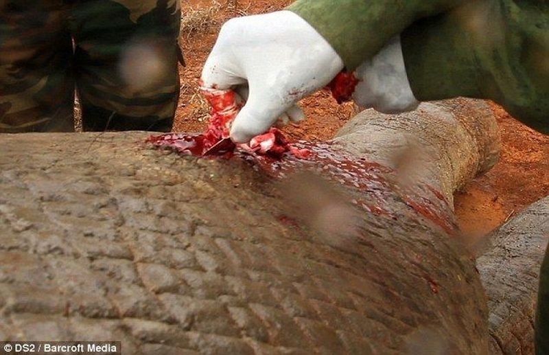 Спасение раненного браконьерами слона