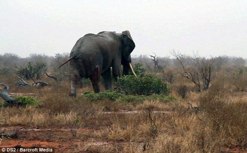 Спасение раненного браконьерами слона