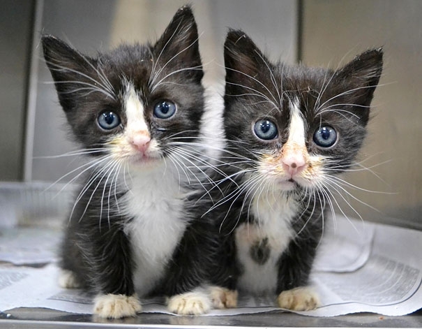 Очаровательные фото животных-близнецов