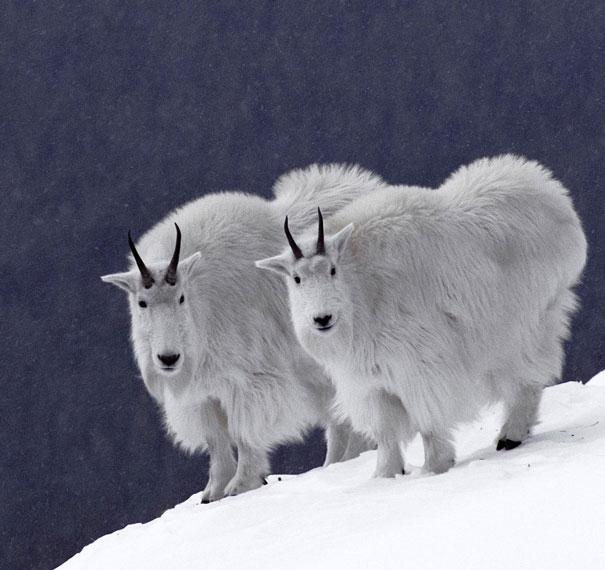 Очаровательные фото животных-близнецов