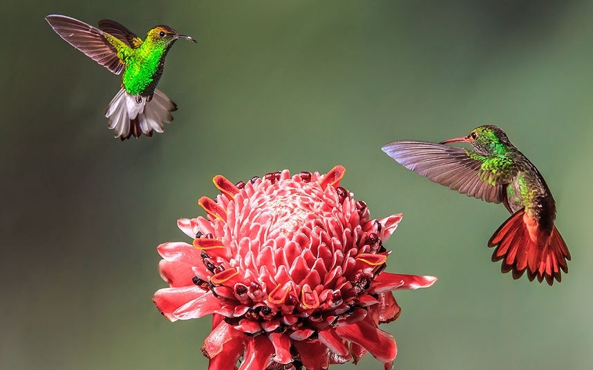 Колибри и цветок