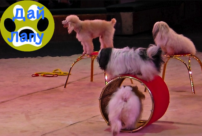 Японский цирк учит беречь собак