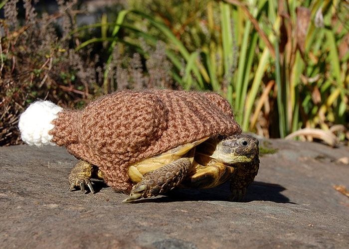 Защитница животных создает кофты для черепах 