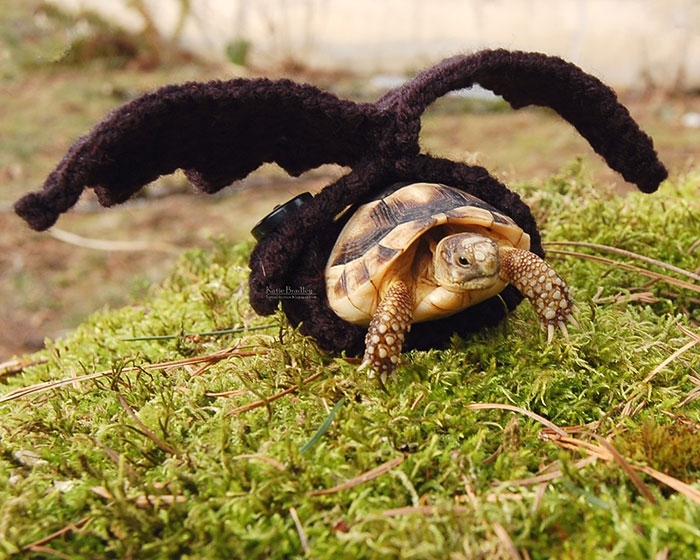 Защитница животных создает кофты для черепах 