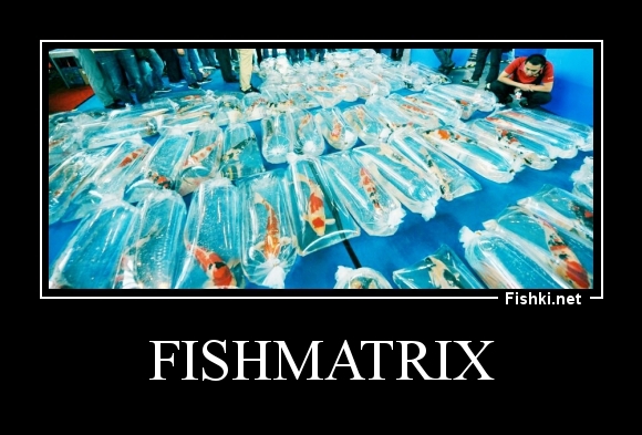 FishMATRIX