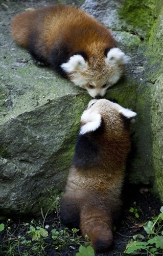 Красные панды, которые уверены, что они лучше чем обычные панды!