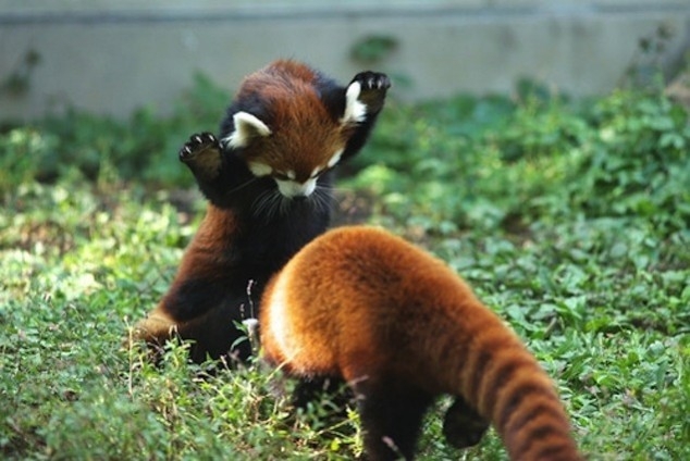 Красные панды, которые уверены, что они лучше чем обычные панды!