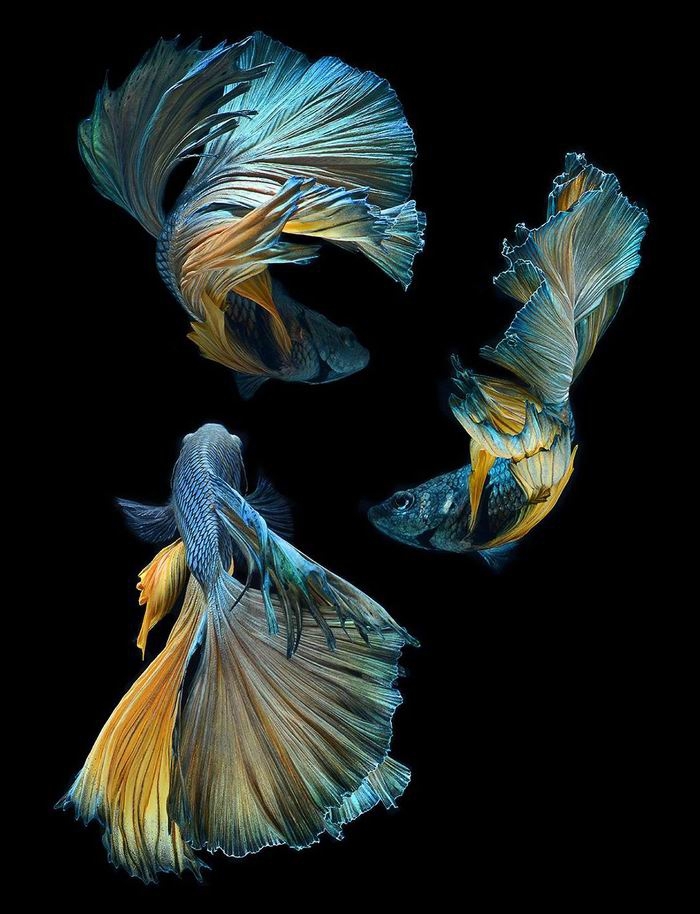 Боевые танцы. Сиамские бойцовые рыбки в фотографиях 