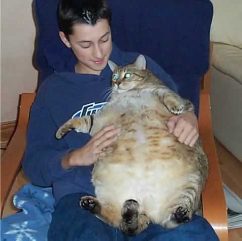 Царь-кошки. Самые большие коты в мире