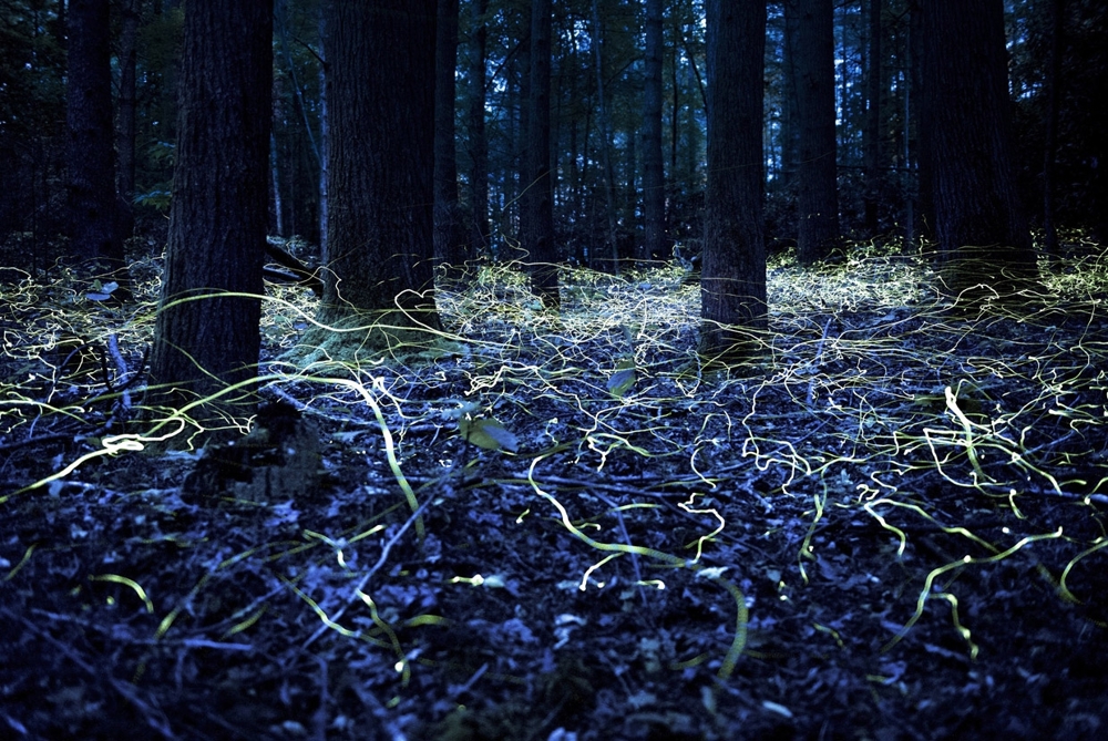 Лучшее с конкурса фотографии National Geographic 2014