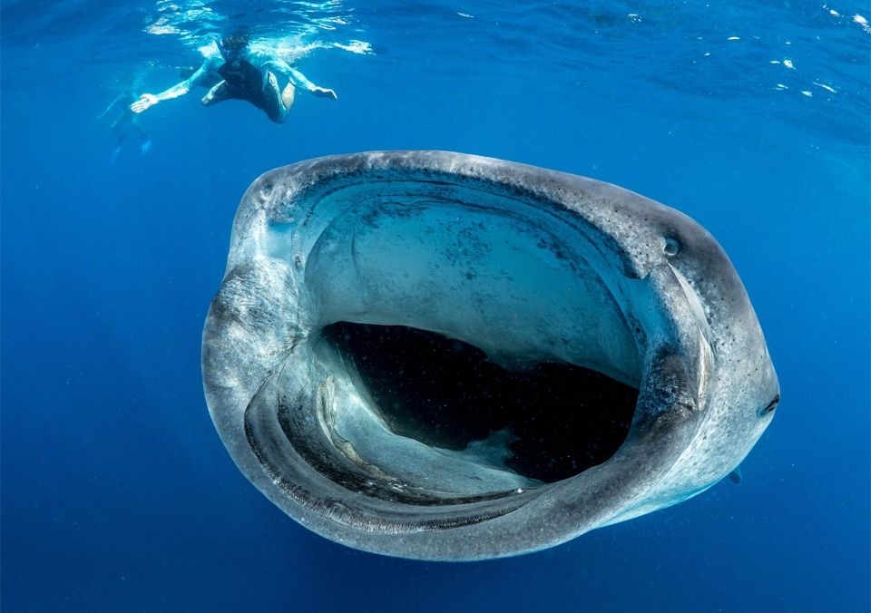 Плавание с китовой акулой