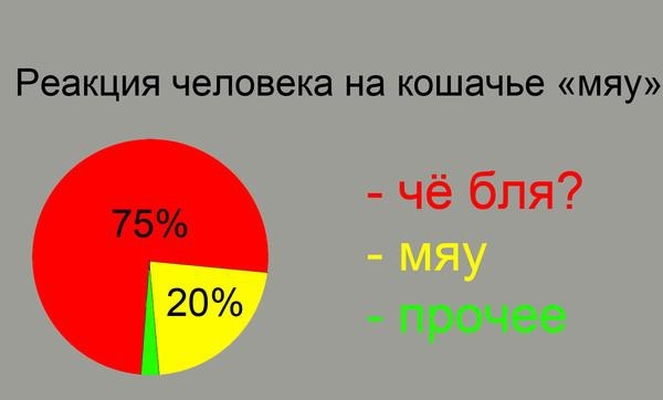 Коты средствами математики