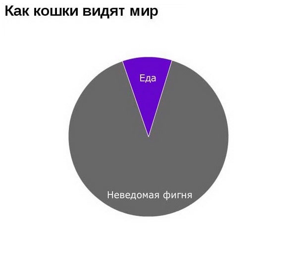 Коты средствами математики