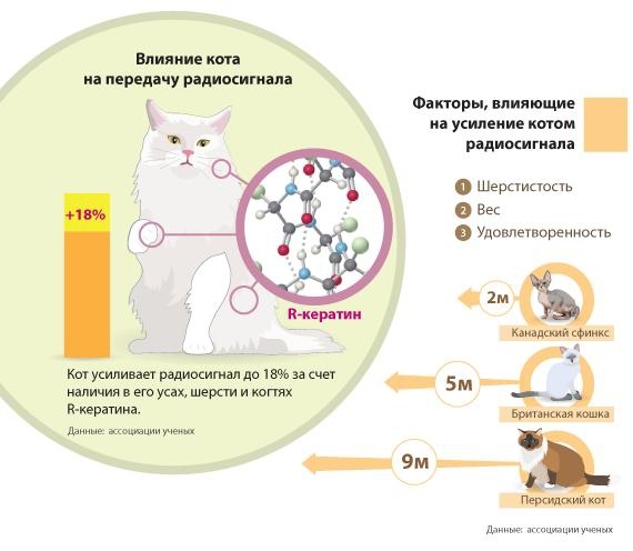 Коты средствами математики