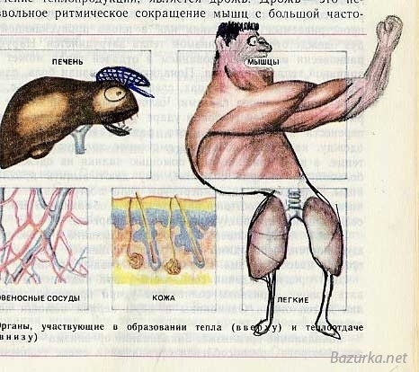 Пошлые рисунки в учебниках 