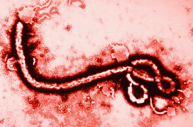 Станет ли вирус Эбола катастрофой для человечества?