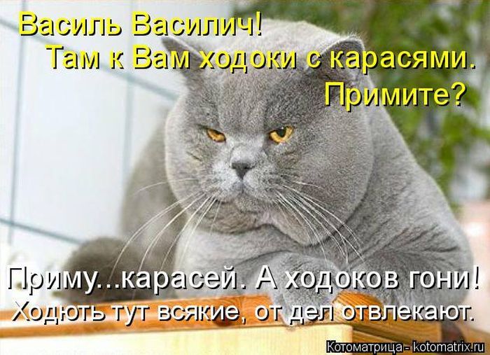 Лучшие котоматрицы недели 