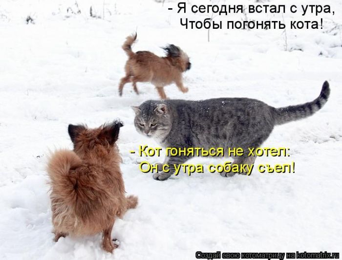 Лучшие котоматрицы недели 