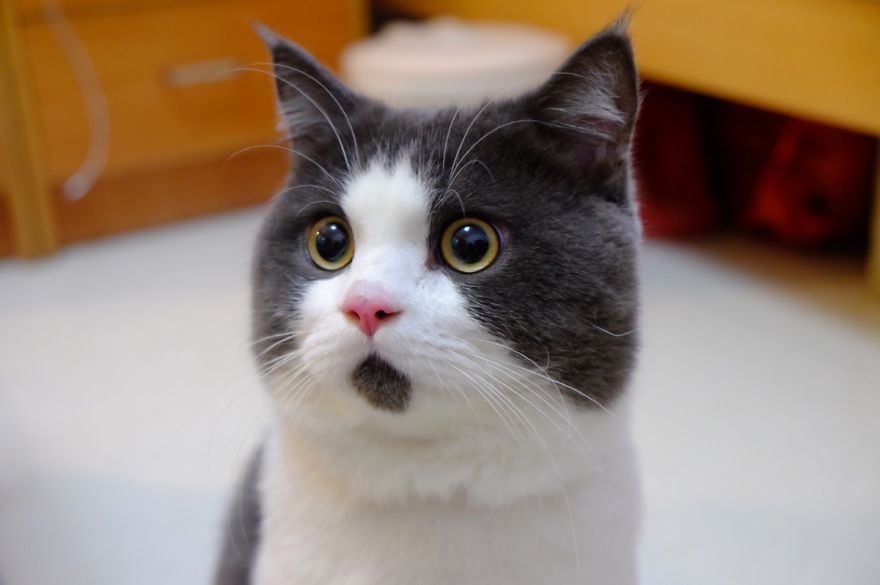 Котик в шоке: Новая кошачья звезда интернета