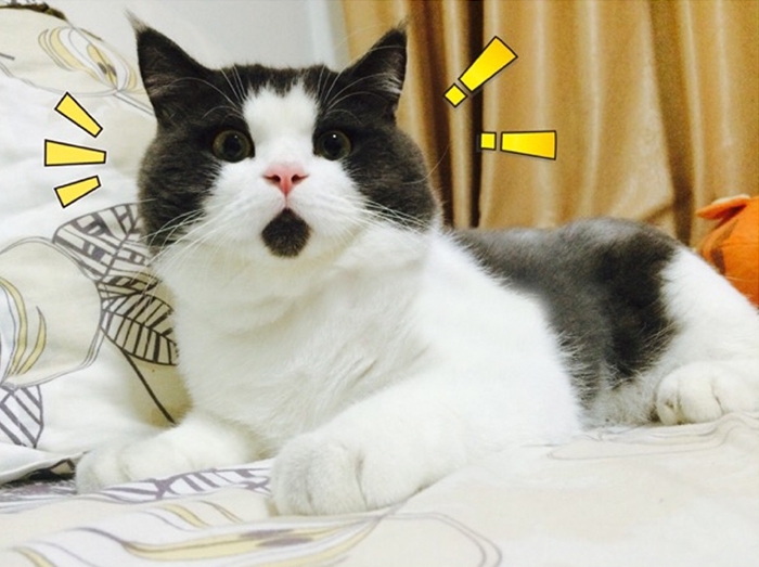 Котик в шоке: Новая кошачья звезда интернета