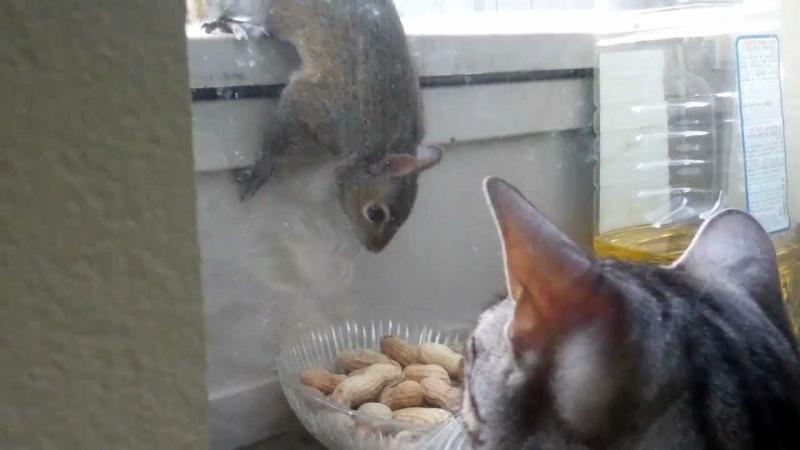 Cat and Squirrel Showdown 