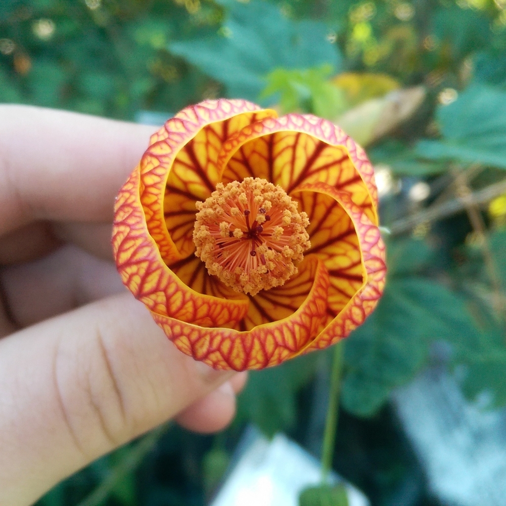 Необычный цветок