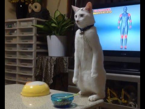 Забавный японский кот 