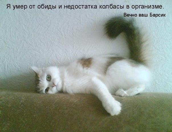 Все мужики... Коты