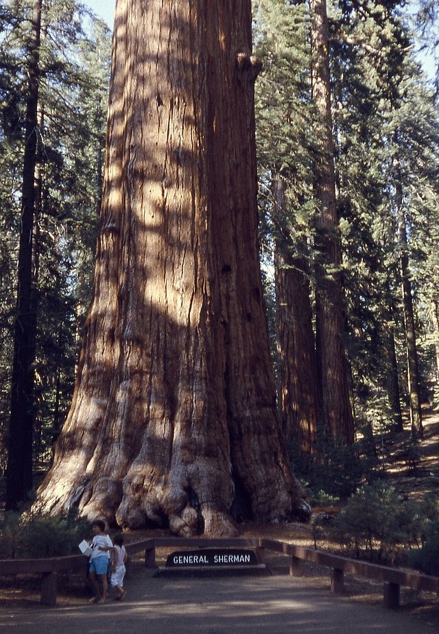 Дерево Генерала Шермана — самое большое в мире