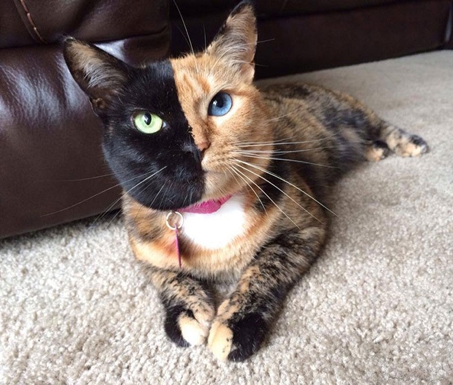 Это - Венера, самая удивительная кошка в мире