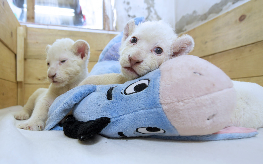 В Белградском зоопарке появились на свет два львёнка-альбиноса