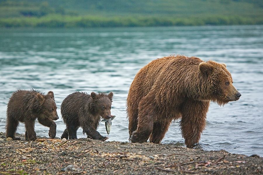 Камчатка. Земля медведей