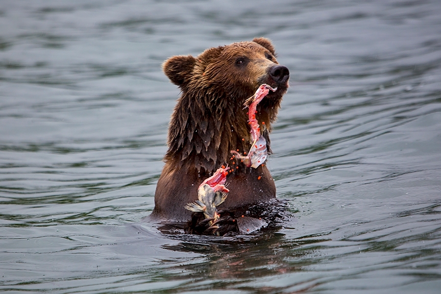 Камчатка. Земля медведей