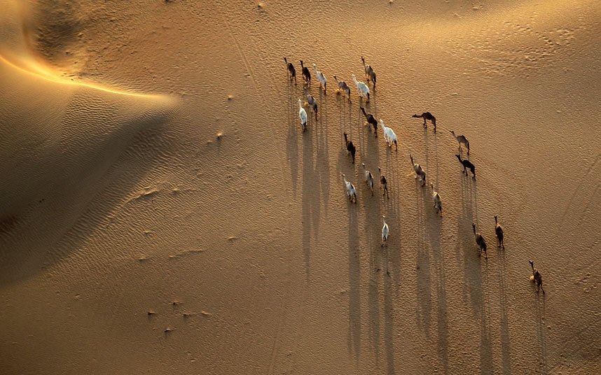 Караван верблюдов в пустыне Морхем