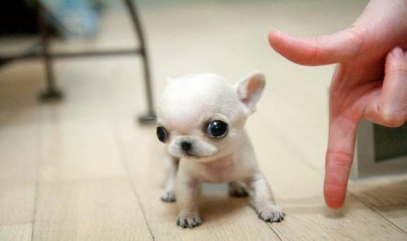 30 крошечных щенков, которые просто очаровывают своим размером