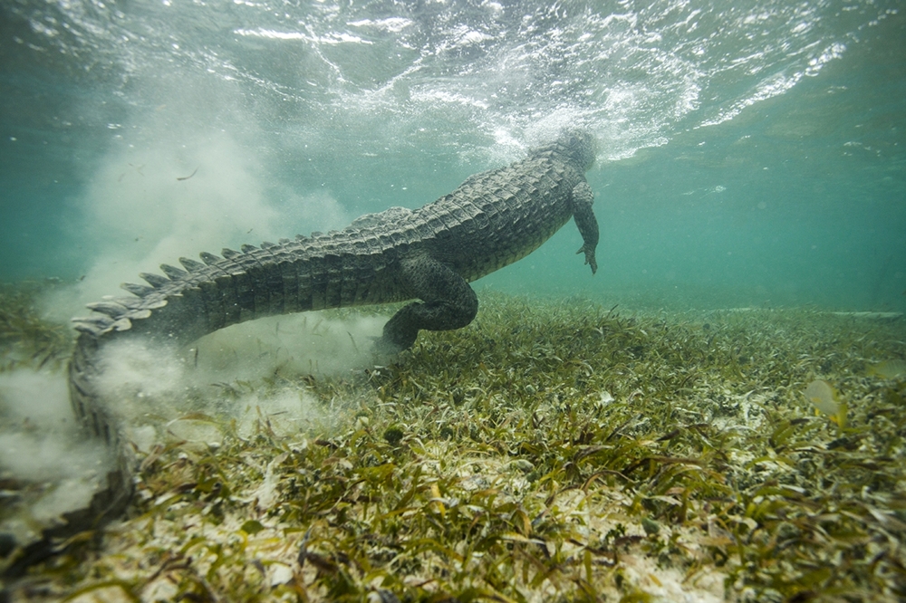 Один день в рыбацкой хижине в Карибском Море с морскими крокодилами