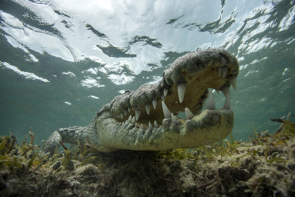 Один день в рыбацкой хижине в Карибском Море с морскими крокодилами