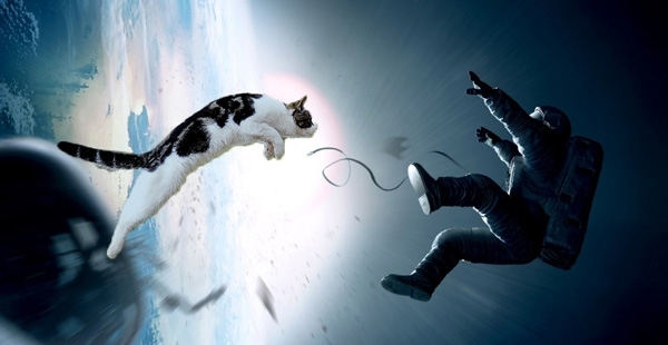 Кошки и гравитация