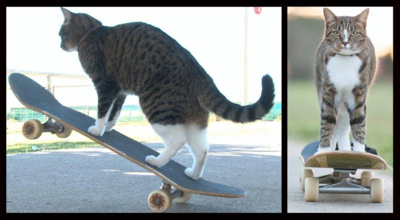 WORLD'S BEST SKATEBOARDING CAT! Go DIDGA! (ORIGINAL) 