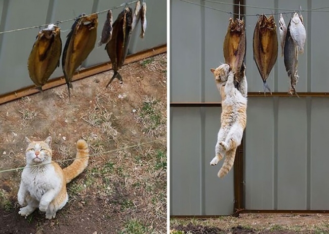 17 котов, которые пытались что-то украсть