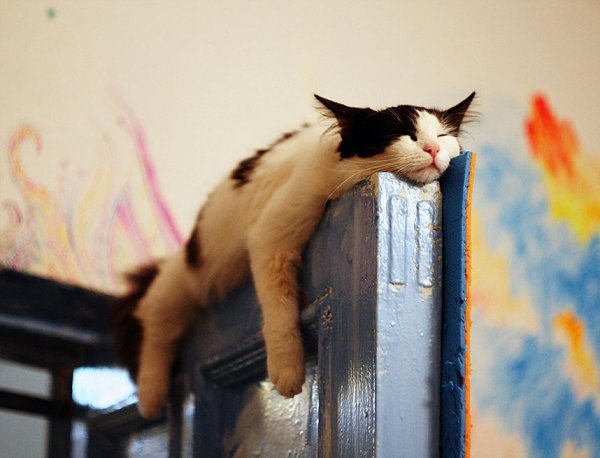 Кошки могут спать везде где захотят