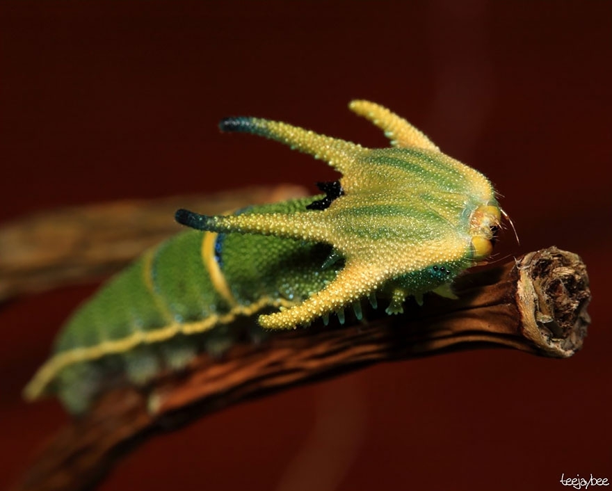 Хвостатая императорская бабочка (Polyura Sempronius)