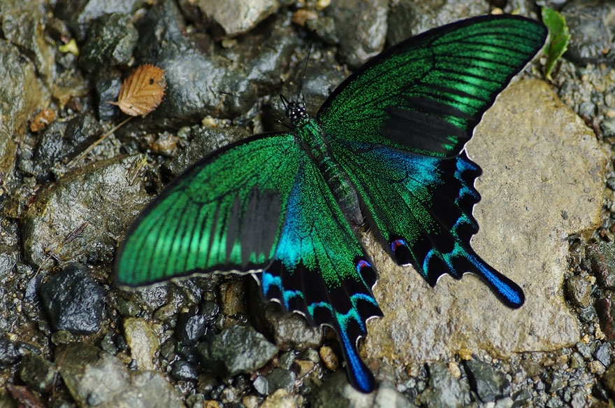 Природа удивительна: 19 превращений гусениц в бабочек