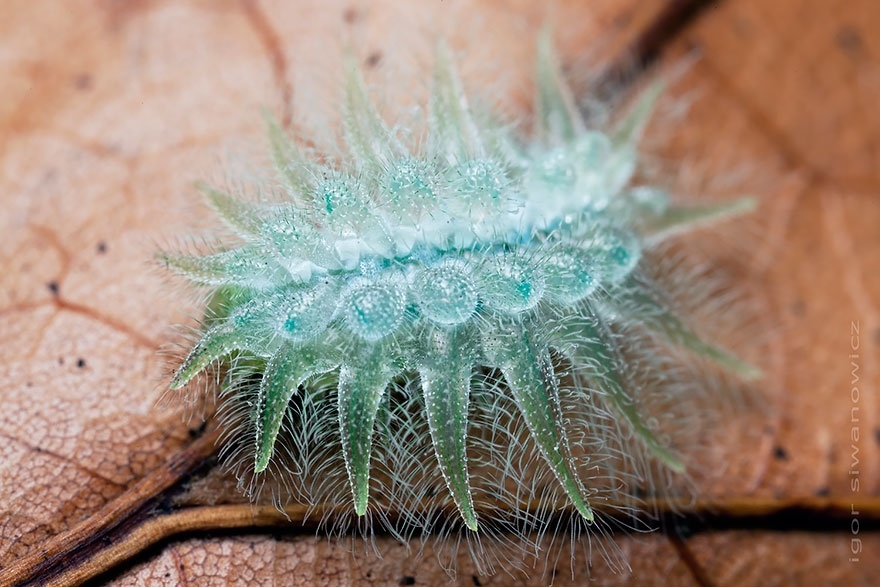 Слизневидка (Isochaetes beutenmuelleri)