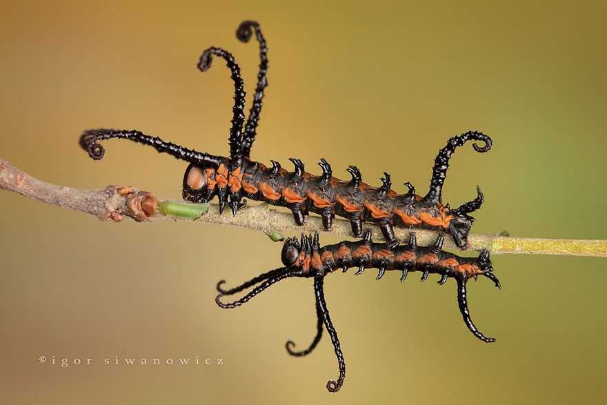 Брамеи (Brahmin Moth)