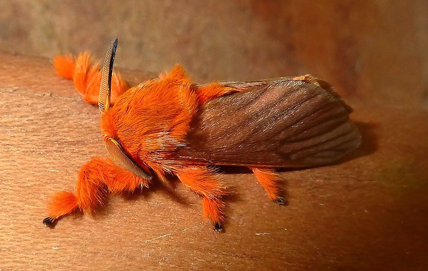 Природа удивительна: 19 превращений гусениц в бабочек