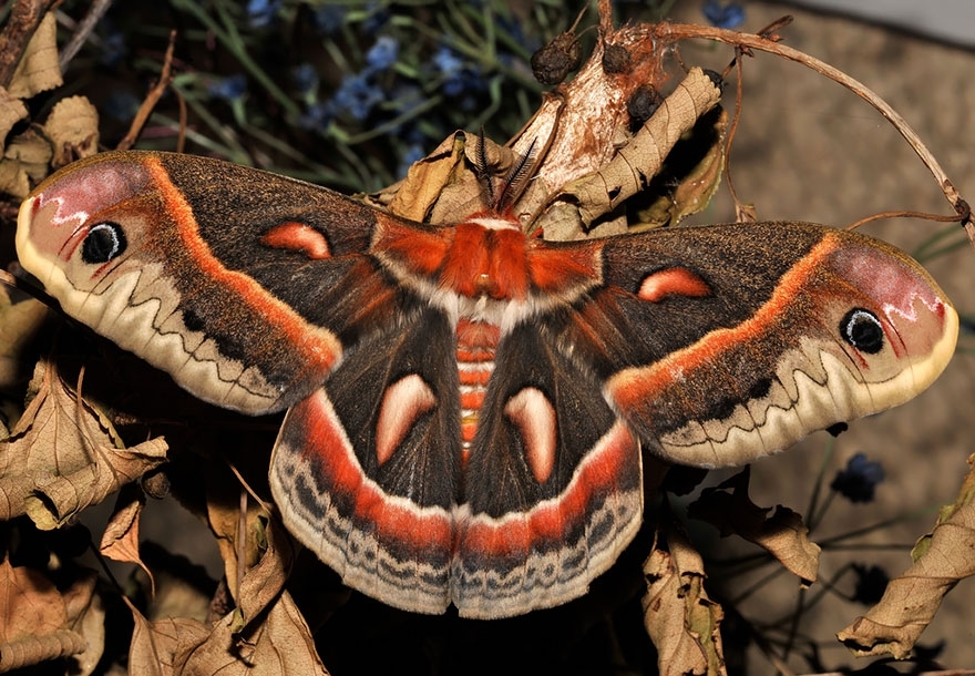 19 превращений гусениц в бабочек 