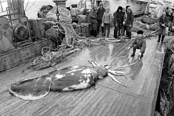 Гигантский кальмар-монстр и его жертвы 