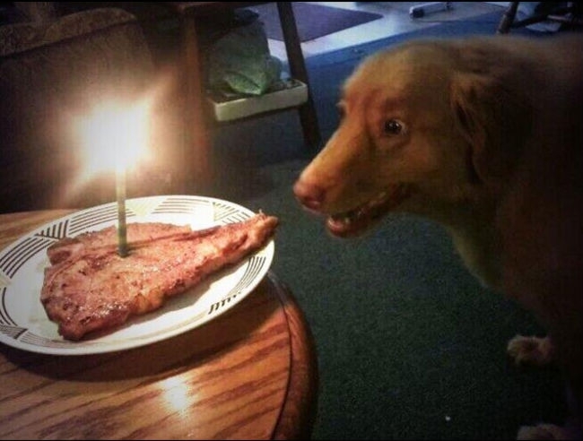 Животные празднуют свой день рождения