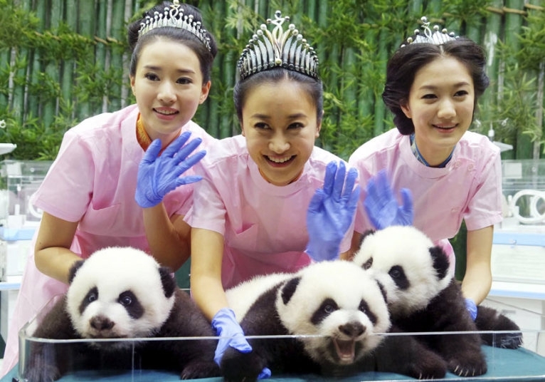 Победительницы конкурса «Мисс Китай» приняли участие в фотосессии с тройней панд